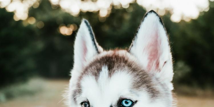 Choosing Dog Cages to Secure Your Beloved Dogs