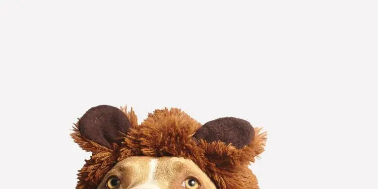 What Your Dog Training Supplies Should Offer and Have