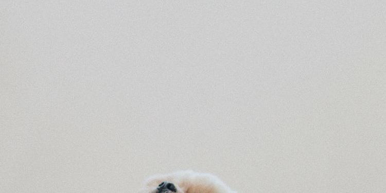 Your Dog Keeps on Chewing? Dog Training Tips to Remember